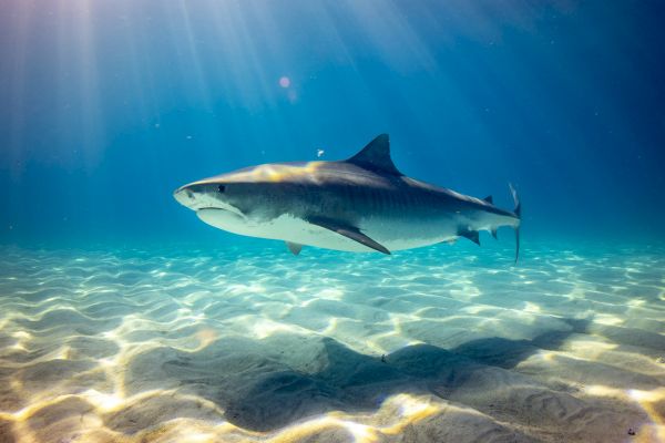 A large shark swims close to the sandy ocean floor under clear blue water with beams of sunlight penetrating the surface.