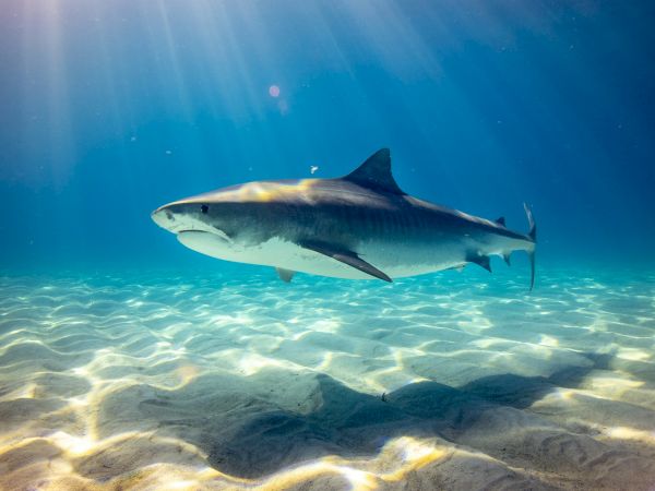 A large shark swims close to the sandy ocean floor under clear blue water with beams of sunlight penetrating the surface.