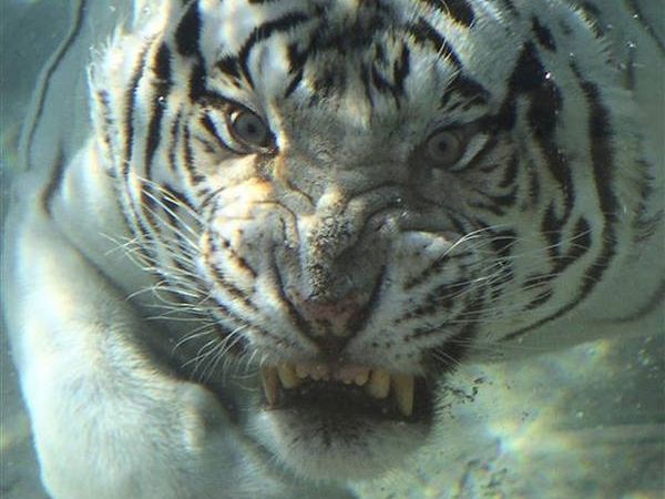 A white tiger is underwater, appearing to be swimming towards a piece of meat with a focused and intense expression.