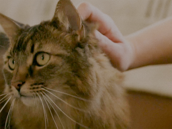 A person is petting a brown and black cat with green eyes, which is looking towards the left side of the image.